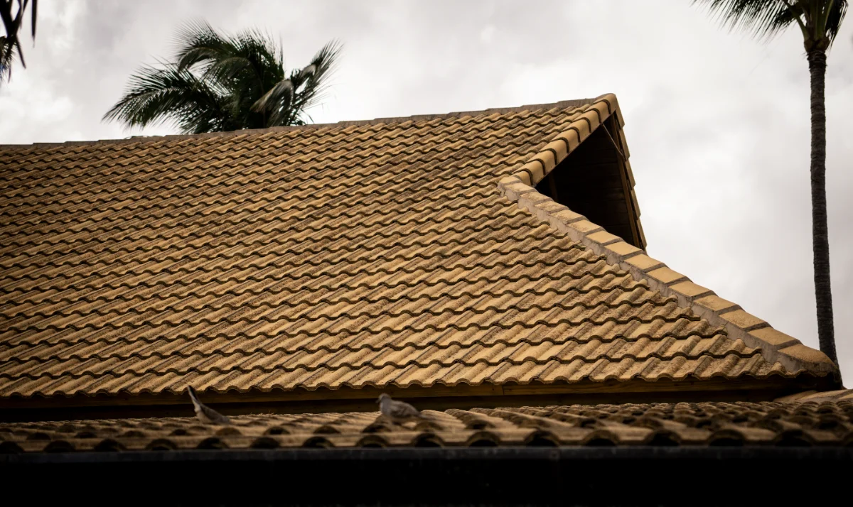 Zebra Dove Mating Dance