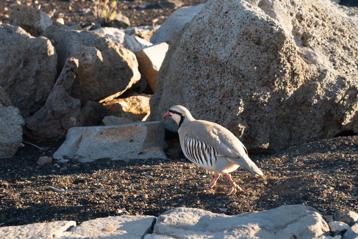 Chukar
